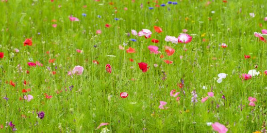 PHOTOWALL / Meadow Flowers (e321143)