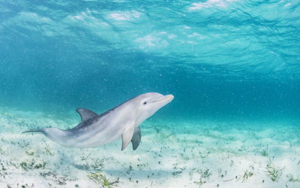 PHOTOWALL / Bottlenose Dolphin Playing (e319036) | 輸入壁紙専門店