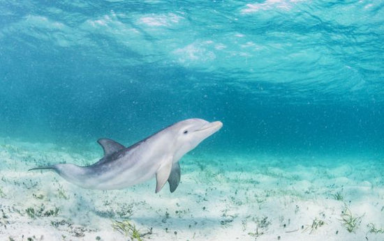 PHOTOWALL / Bottlenose Dolphin Playing (e319036)