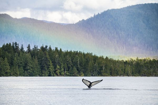 PHOTOWALL / Humpback Whale (e319037)