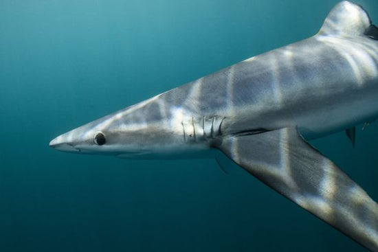 PHOTOWALL / Blue Shark off Halifax (e319038)