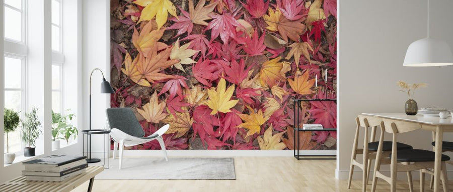 PHOTOWALL / Fallen Maple Leaves (e320139)