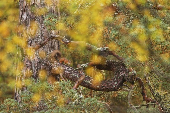 PHOTOWALL / Red Squirrel on Old Pine Tree (e320141)