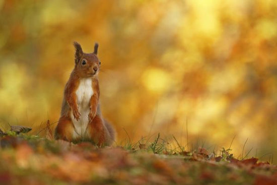 PHOTOWALL / Red Squirrel on Forest Floor (e320143)