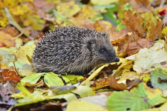 PHOTOWALL / Hedgehog in Autumn Leaves (e320151)