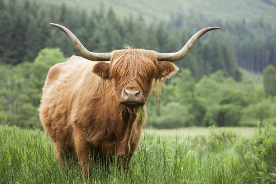 PHOTOWALL / Highland Cattle (e320152)