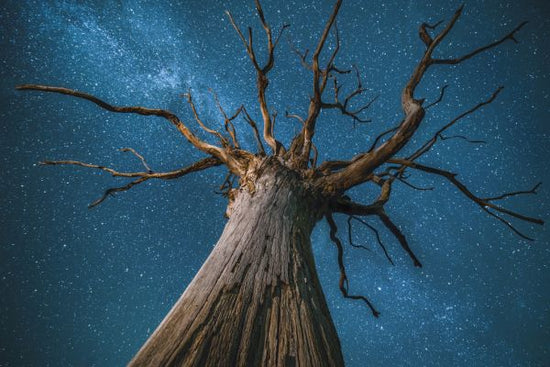 PHOTOWALL / Milky Way and Oak Tree (e320155)