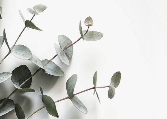 PHOTOWALL / Eucalyptus (e324139)