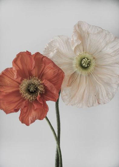 PHOTOWALL / Vallmo 3 (e324146)