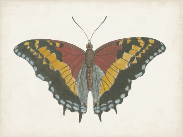 PHOTOWALL / Beautiful Butterfly II (e321402)
