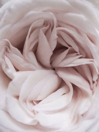 PHOTOWALL / Delicate Flower (e323355)