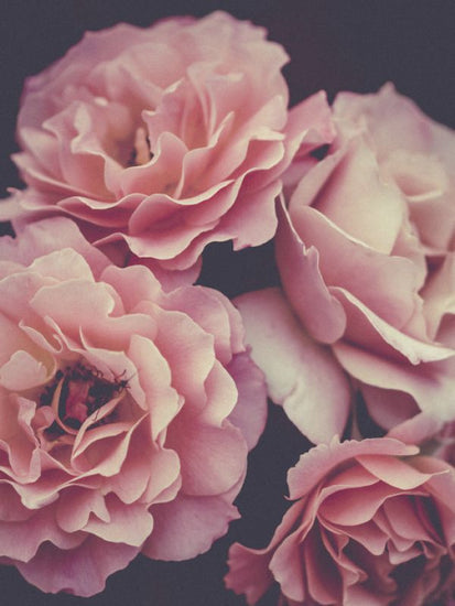 PHOTOWALL / Flower (e323376)