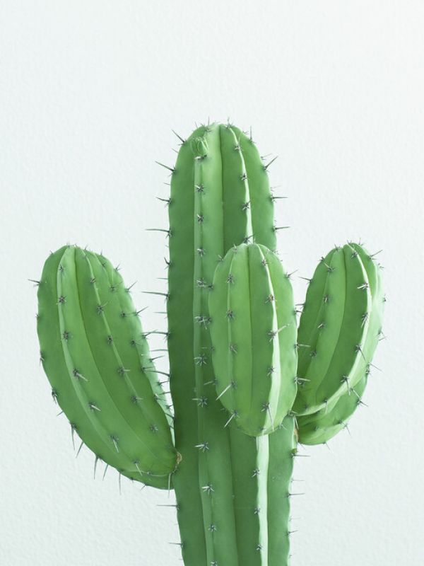 PHOTOWALL / Fluro Green Cactus (e323396)