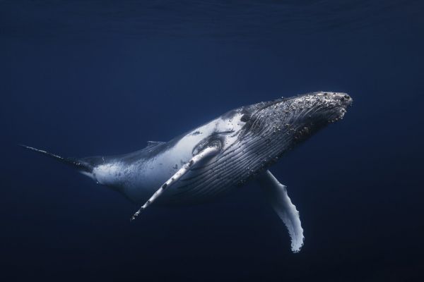 PHOTOWALL / Humpback Whale in Blue (e323674) | 輸入壁紙専門店