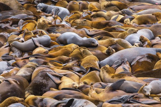 PHOTOWALL / Sea of Lions (e323724)