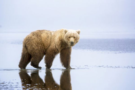 PHOTOWALL / Bear Walk (e323732)