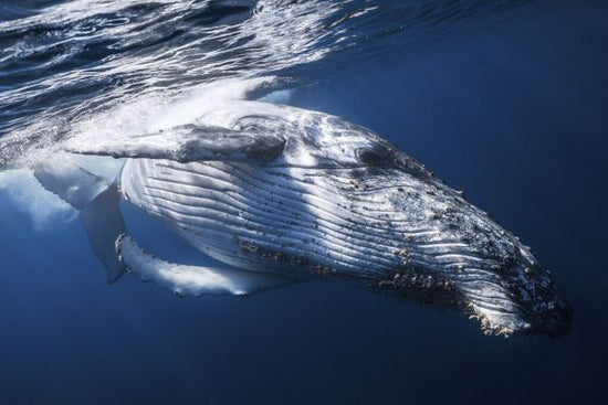 PHOTOWALL / Whale (e323756)