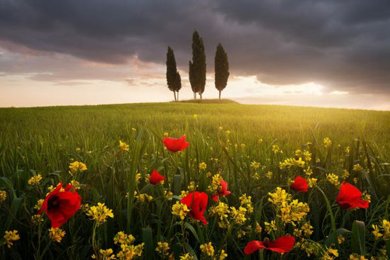 PHOTOWALL / Blooming Tuscany (e323767)