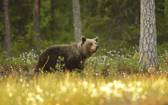 PHOTOWALL / Brown Bear (e323768)