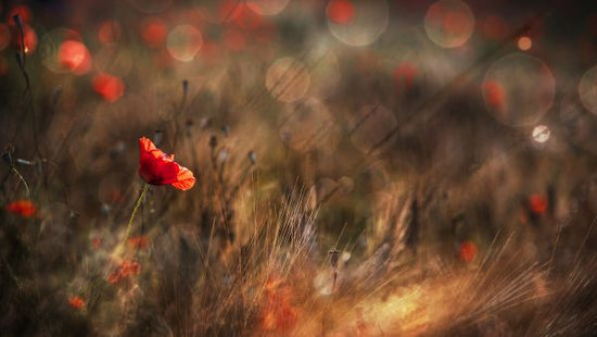 PHOTOWALL / Poppy (e323769)