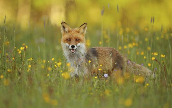 PHOTOWALL / Red Fox (e323771)