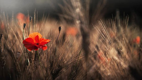 PHOTOWALL / Poppy with Corn (e323776)