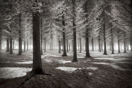 PHOTOWALL / Onset of Winter (e323813)