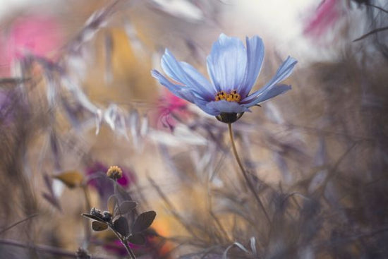 PHOTOWALL / Things that Flowers Tell (e323854)
