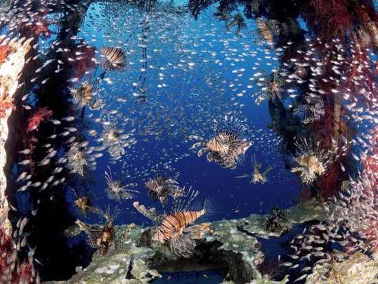 PHOTOWALL / Lionfish Party (e323878)