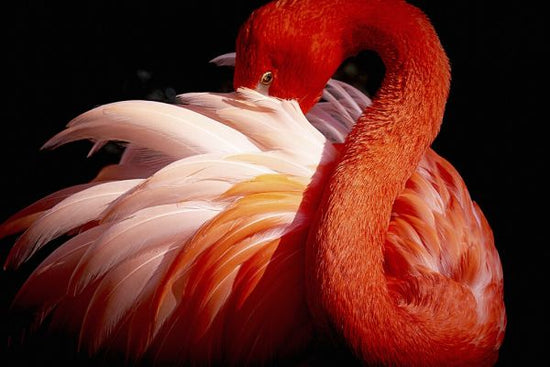PHOTOWALL / Flamingo (e323942)
