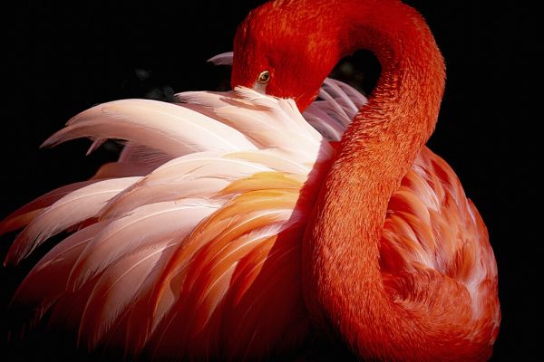PHOTOWALL / Flamingo (e323942)