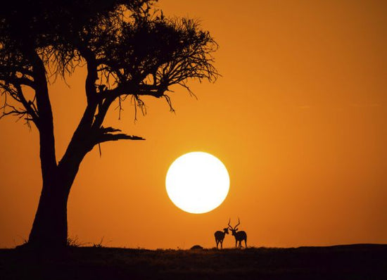PHOTOWALL / African Sunset (e323943)