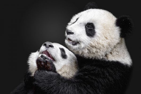 PHOTOWALL / Pandas (e323945) | 輸入壁紙専門店 WALPA – WALPA.jp