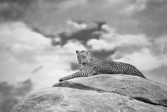 PHOTOWALL / Leopard on a Kopje (e323947)
