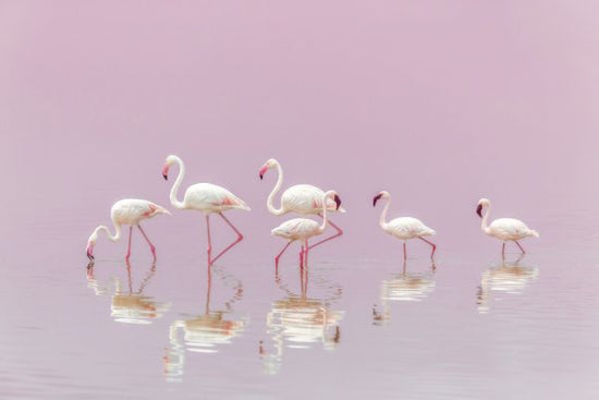 PHOTOWALL / Flamingos (e323954)