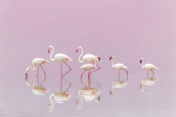 PHOTOWALL / Flamingos (e323954)