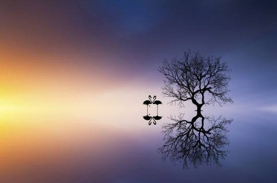 PHOTOWALL / Flamingos in a Lake with a Tree (e323973)