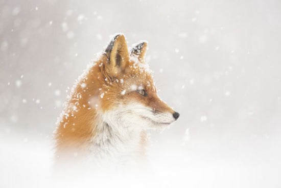PHOTOWALL / Snow is Fallinga (e323999)