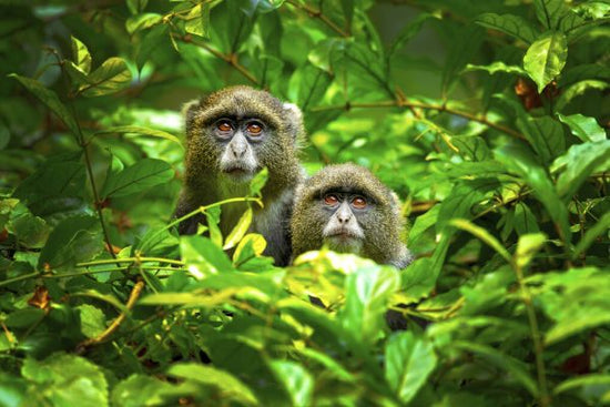PHOTOWALL / Blue Monkey (e324073)