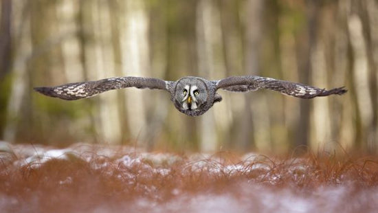 PHOTOWALL / Great Grey Owl (e324089)