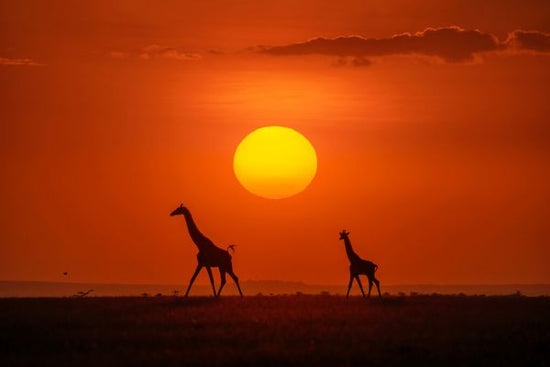 PHOTOWALL / Giraffes in the Sunset (e324124)