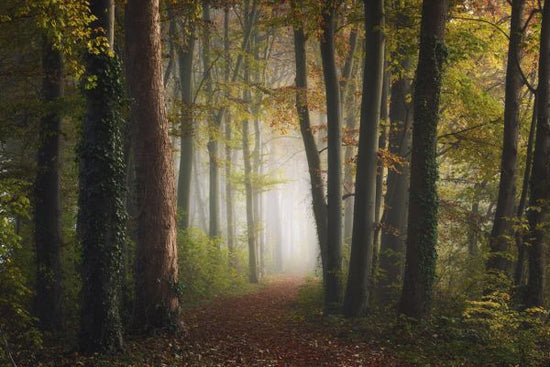 PHOTOWALL / Autumn Colorful Forest (e324125)