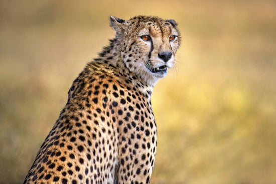 PHOTOWALL / Cheetah Portrait (e324130)