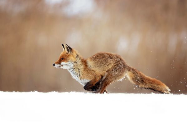 PHOTOWALL / Red Fox (e324446) | 輸入壁紙専門店 WALPA – WALPA.jp