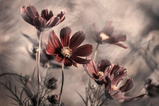 PHOTOWALL / Cosmos (e324457)