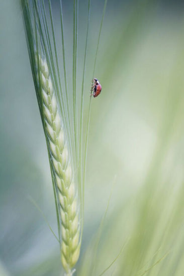 PHOTOWALL / Beetle (e324470)