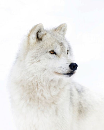 PHOTOWALL / Portrait of an Arctic Wolf (e324475)