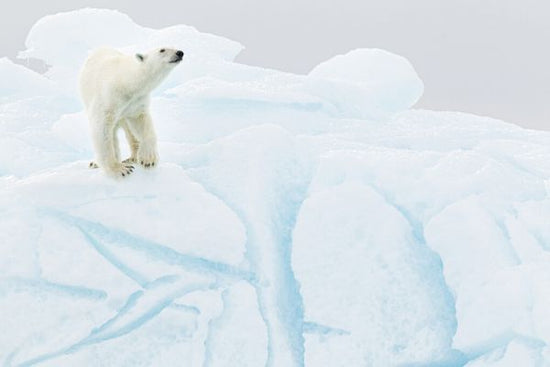 PHOTOWALL / Polar Bear on Iceberg (e324477)