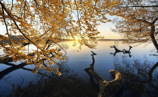 PHOTOWALL / Autumn Morning (e324490)