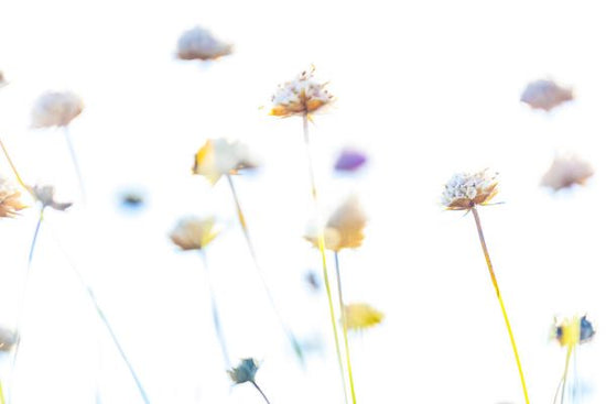 PHOTOWALL / Abstract Flowers III (e324864)